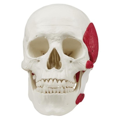 Model Skull with Masticatory Muscles